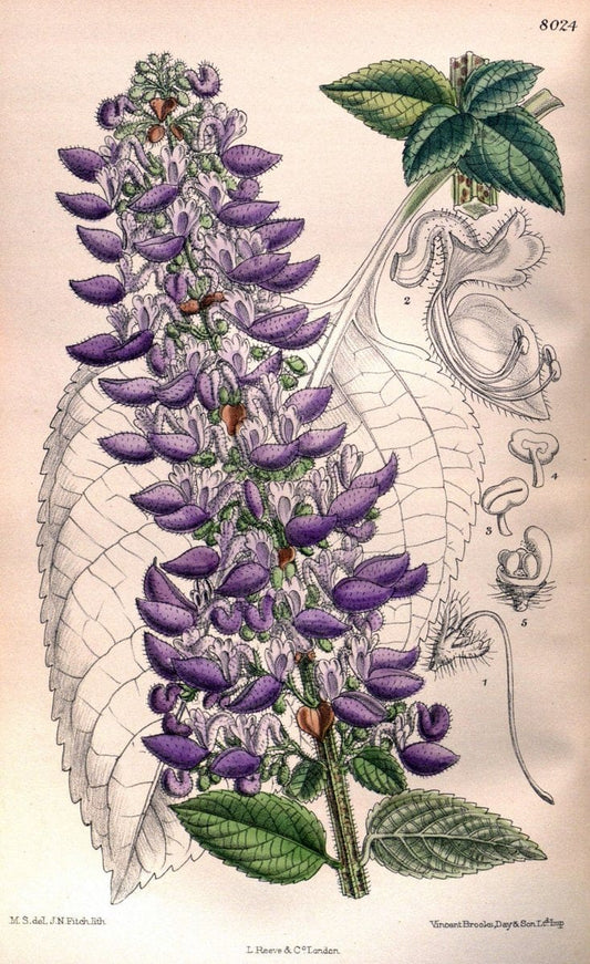 Curtis's botanical magazine. London ; New York [etc.] :Academic Press [etc.]. | "Botanical illustration" Botany Periodicals "Pictorial works" "Plants, Ornamental"  | Vintage Print Reproduction 453196