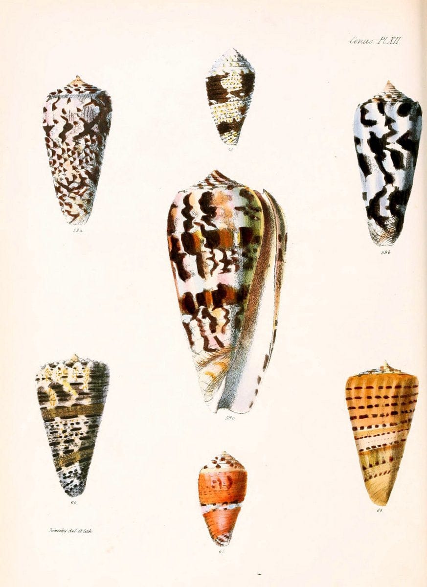 Conchologia iconica, or, Illustrations of the shells of molluscous animals. v.1London :Reeve, Brothers,1843-1878. |  | Vintage Print Reproduction 453197