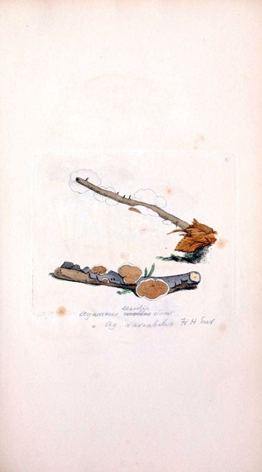 Coloured figures of English fungi or mushrooms. London,Printed by J. Davis,1797-[1809]. | England Mushrooms  | Vintage Print Reproduction 453198