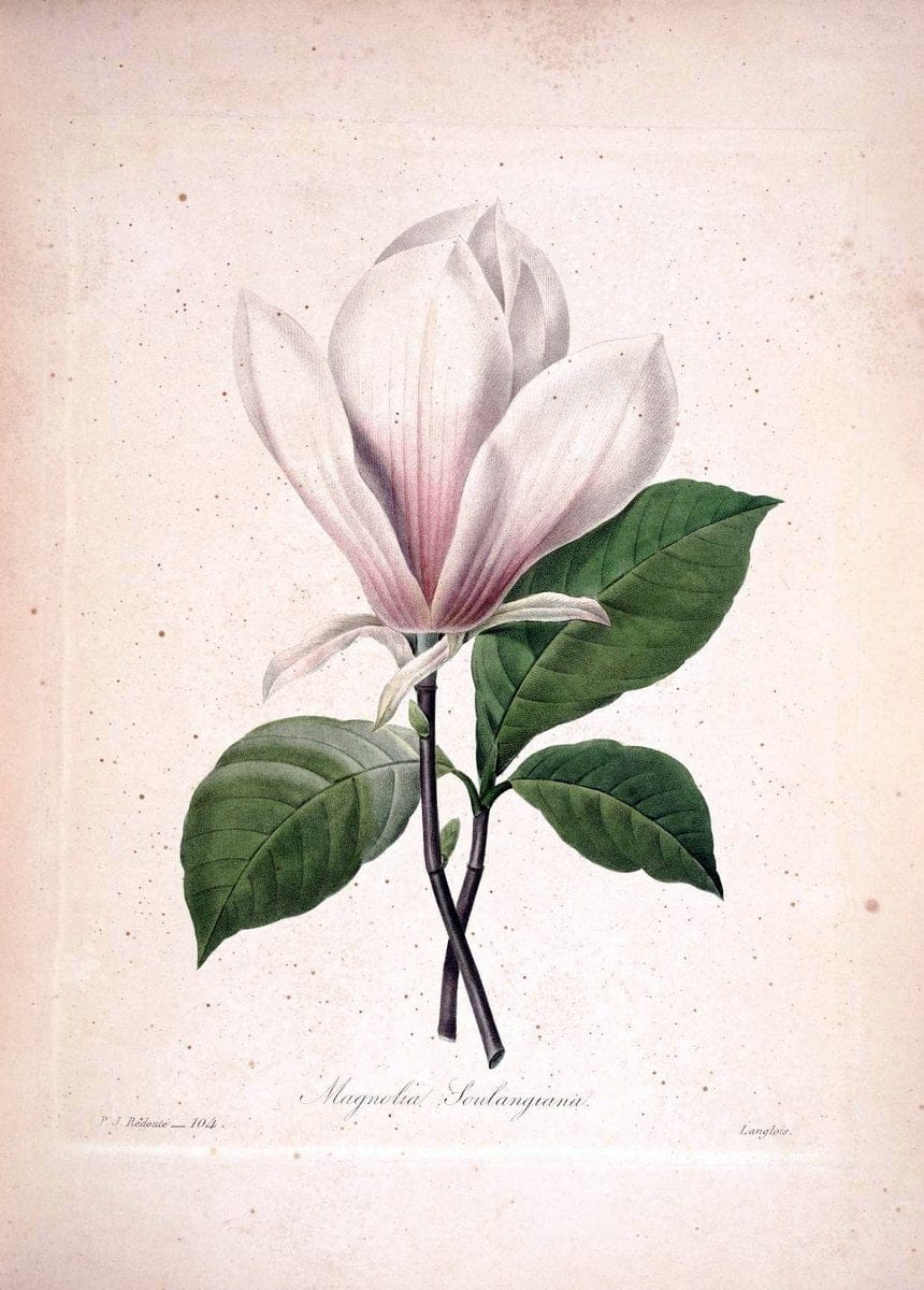 Choix des plus belles fleurs :.Paris:Ernest Panckoucke,[1833].. |  | Vintage Print Reproduction 453199