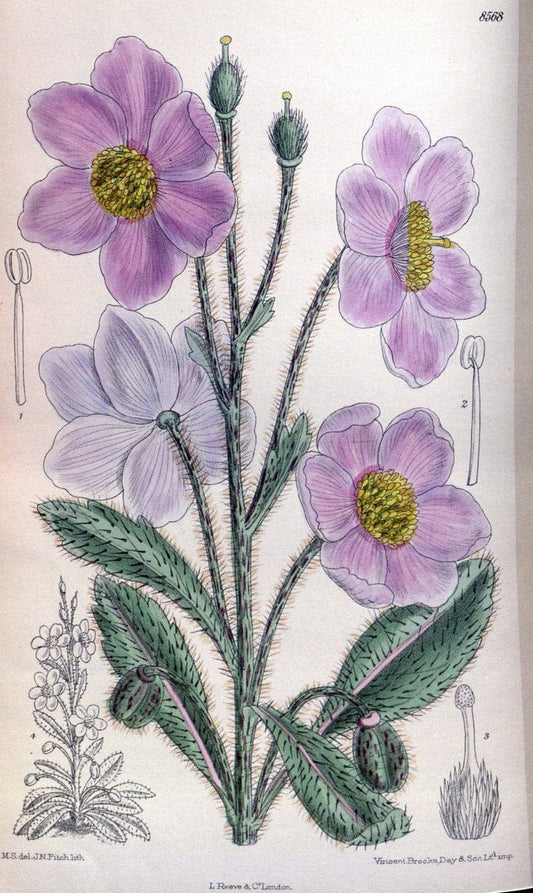 Curtis's botanical magazine. London ; New York [etc.] :Academic Press [etc.]. | "Botanical illustration" Botany Periodicals "Pictorial works" "Plants, Ornamental"  | Vintage Print Reproduction 453200