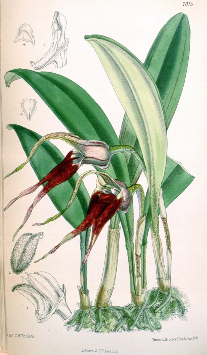 Curtis's botanical magazine. London ; New York [etc.] :Academic Press [etc.]. | "Botanical illustration" Botany Periodicals "Pictorial works" "Plants, Ornamental"  | Vintage Print Reproduction 453201