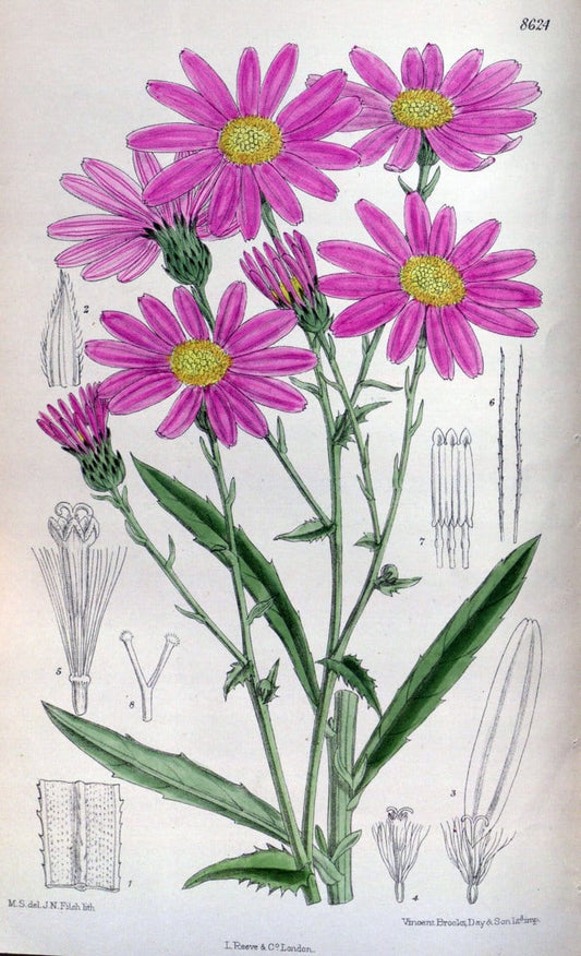 Curtis's botanical magazine. London ; New York [etc.] :Academic Press [etc.]. | "Botanical illustration" Botany Periodicals "Pictorial works" "Plants, Ornamental"  | Vintage Print Reproduction 453202