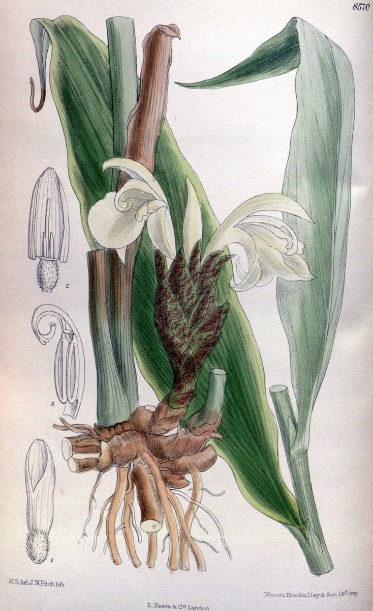 Curtis's botanical magazine. London ; New York [etc.] :Academic Press [etc.]. | "Botanical illustration" Botany Periodicals "Pictorial works" "Plants, Ornamental"  | Vintage Print Reproduction 453203
