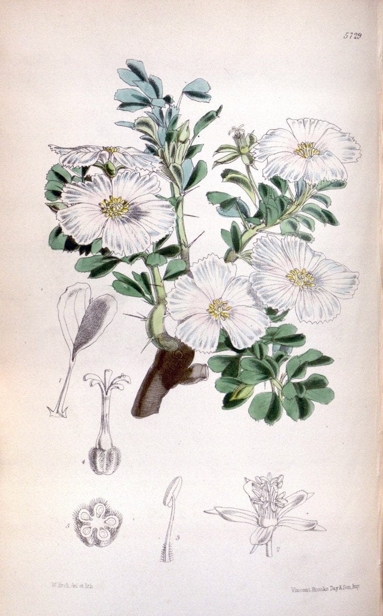 Curtis's botanical magazine. London ; New York [etc.] :Academic Press [etc.]. | "Botanical illustration" Botany Periodicals "Pictorial works" "Plants, Ornamental"  | Vintage Print Reproduction 453204