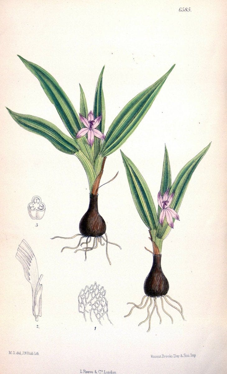 Curtis's botanical magazine. London ; New York [etc.] :Academic Press [etc.]. | "Botanical illustration" Botany Periodicals "Pictorial works" "Plants, Ornamental"  | Vintage Print Reproduction 453207