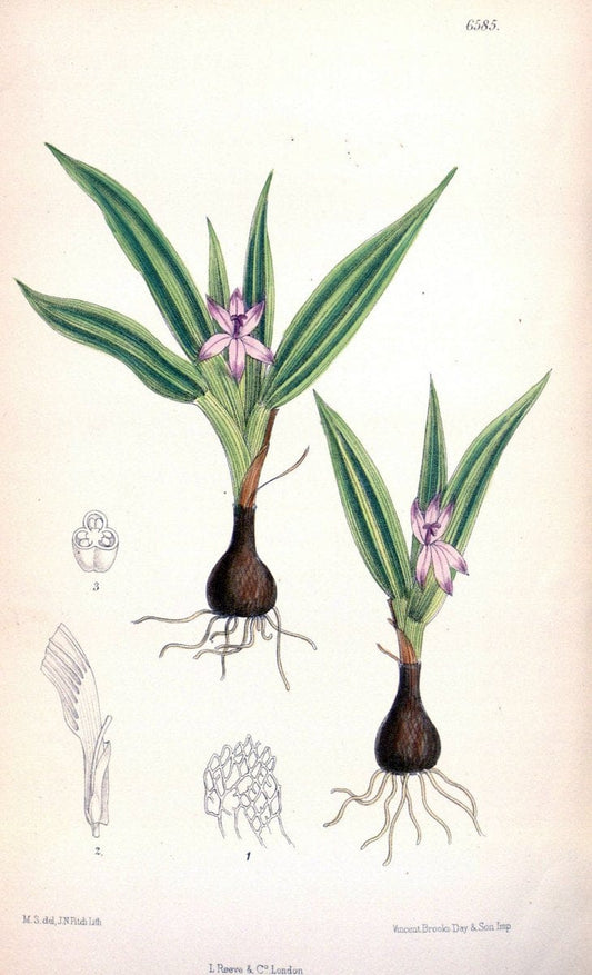 Curtis's botanical magazine. London ; New York [etc.] :Academic Press [etc.]. | "Botanical illustration" Botany Periodicals "Pictorial works" "Plants, Ornamental"  | Vintage Print Reproduction 453207