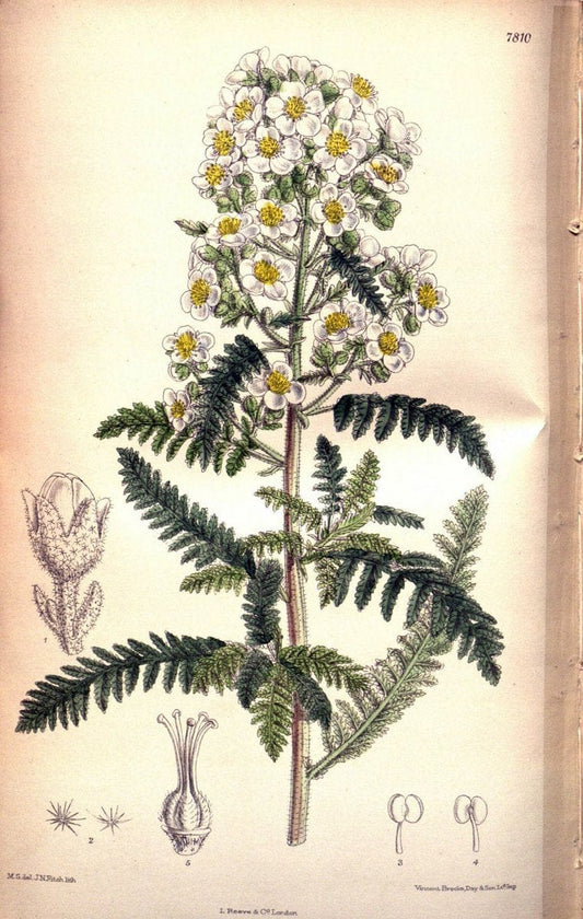 Curtis's botanical magazine. London ; New York [etc.] :Academic Press [etc.]. | "Botanical illustration" Botany Periodicals "Pictorial works" "Plants, Ornamental"  | Vintage Print Reproduction 453210