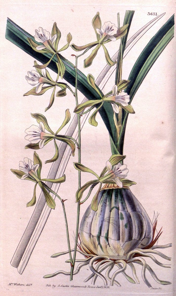 Curtis's botanical magazine..London ;New York [etc.] :Academic Press [etc.]. |  | Vintage Print Reproduction 453212