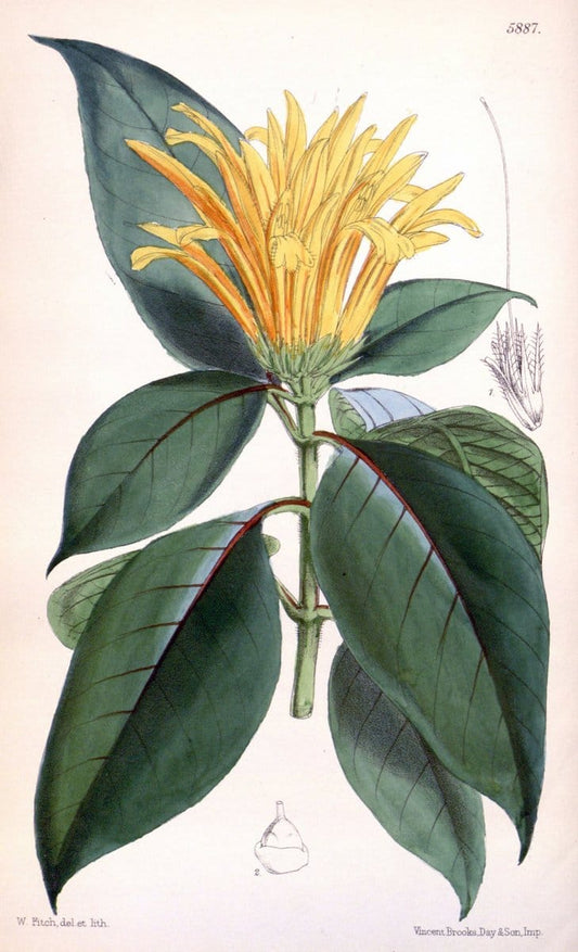 Curtis's botanical magazine..London ;New York [etc.] :Academic Press [etc.]. |  | Vintage Print Reproduction 453213