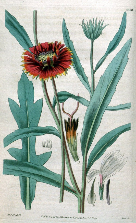 Curtis's botanical magazine..London ;New York [etc.] :Academic Press [etc.]. |  | Vintage Print Reproduction 453215