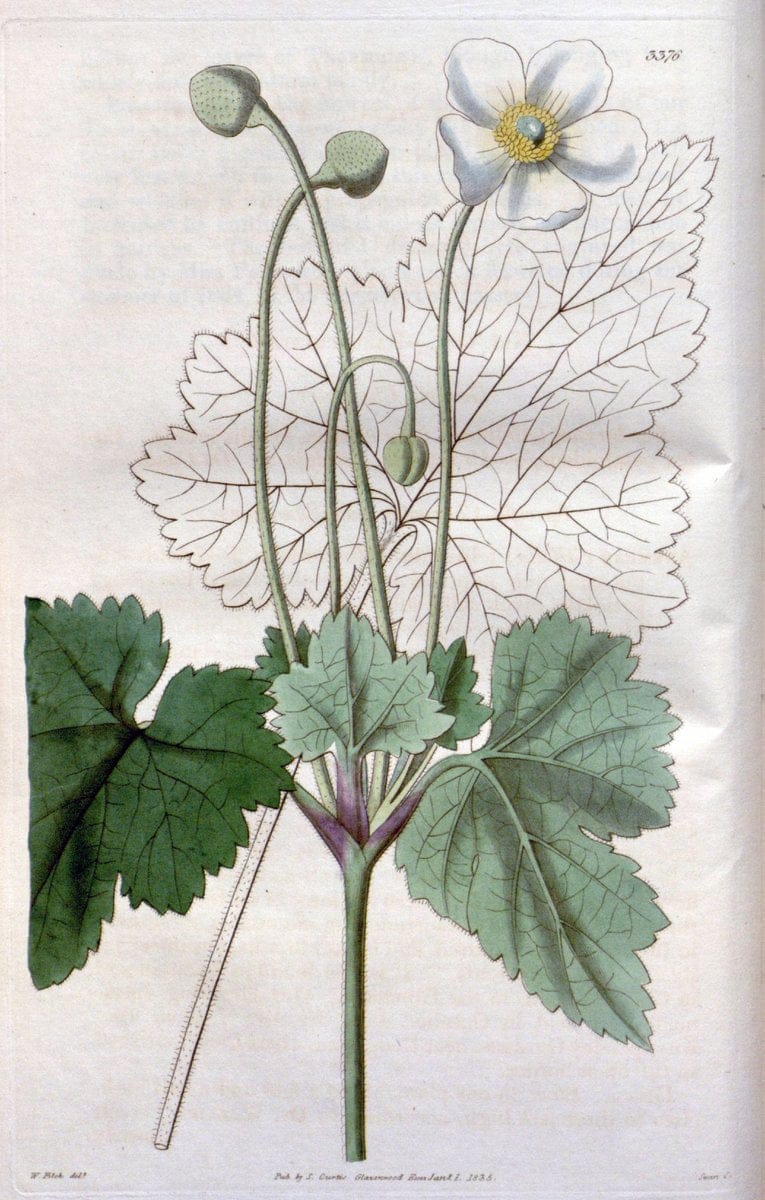 Curtis's botanical magazine. London ;New York [etc.] :Academic Press [etc.]. | Botany Periodicals "Pictorial works"  | Vintage Print Reproduction 453216