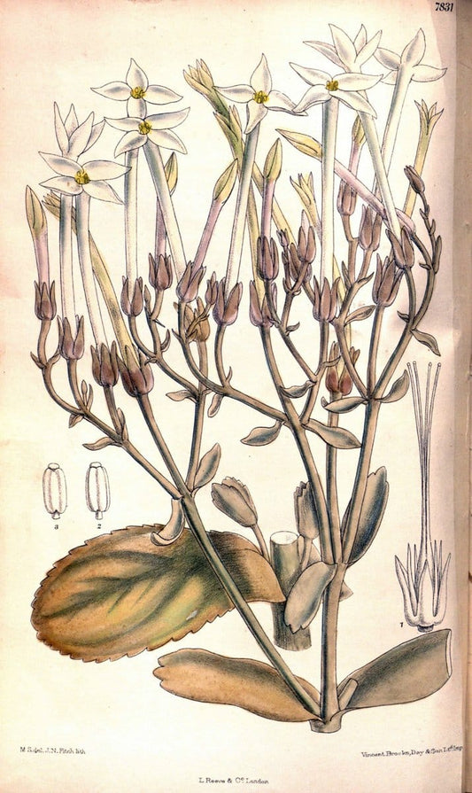 Curtis's botanical magazine. London ;New York [etc.] :Academic Press [etc.]. | Botany Periodicals "Pictorial works"  | Vintage Print Reproduction 453217