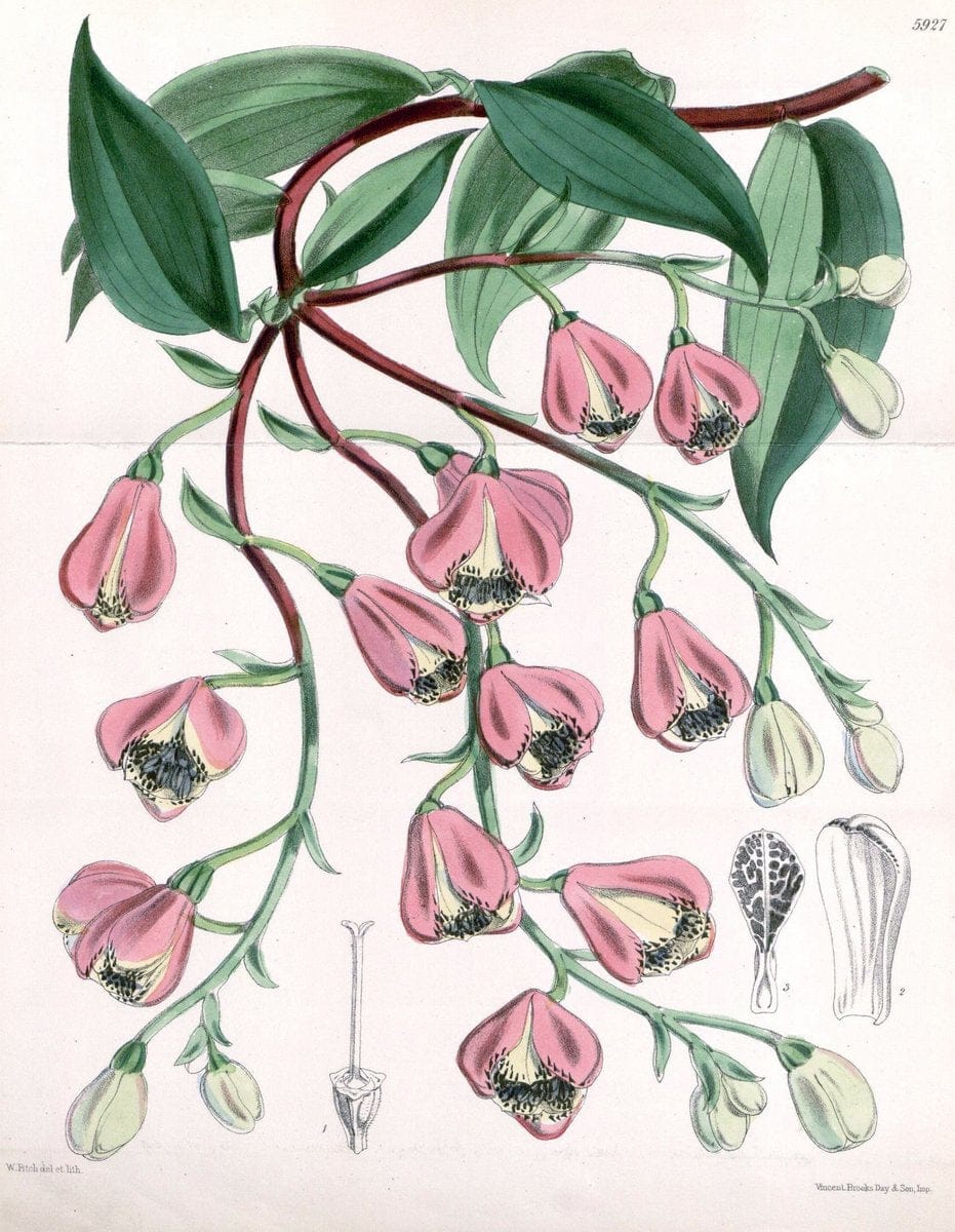 Curtis's botanical magazine. London ;New York [etc.] :Academic Press [etc.]. | Botany Periodicals "Pictorial works"  | Vintage Print Reproduction 453218