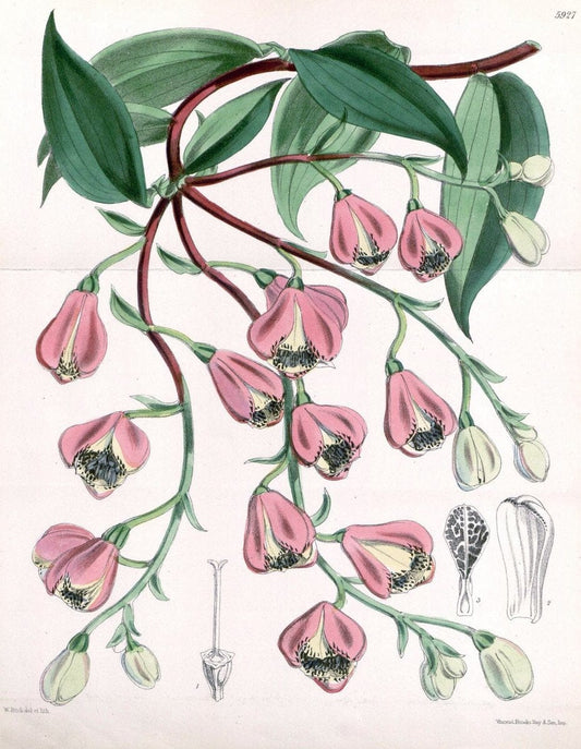 Curtis's botanical magazine. London ;New York [etc.] :Academic Press [etc.]. | Botany Periodicals "Pictorial works"  | Vintage Print Reproduction 453218