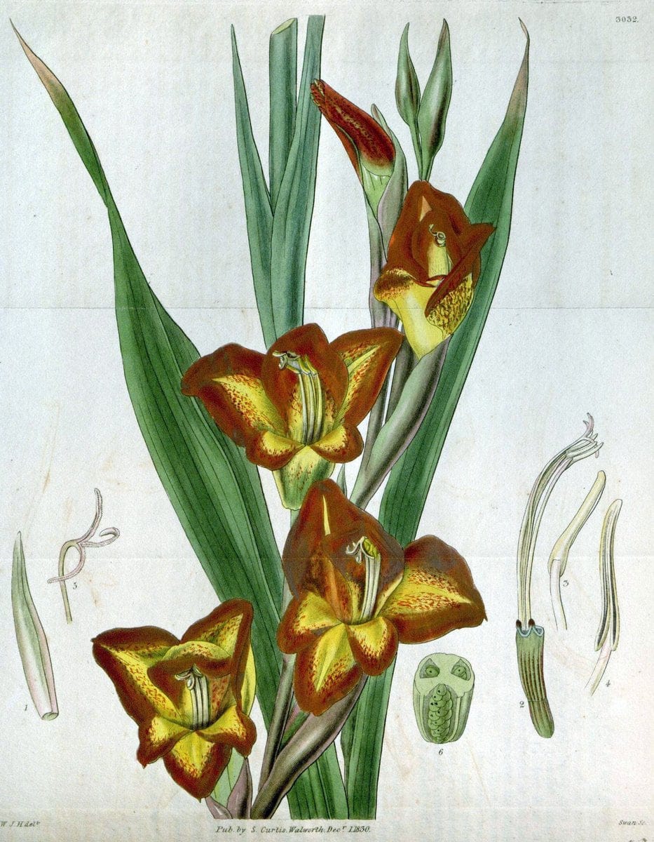 Curtis's botanical magazine. London ;New York [etc.] :Academic Press [etc.]. | Botany Periodicals "Pictorial works"  | Vintage Print Reproduction 453221