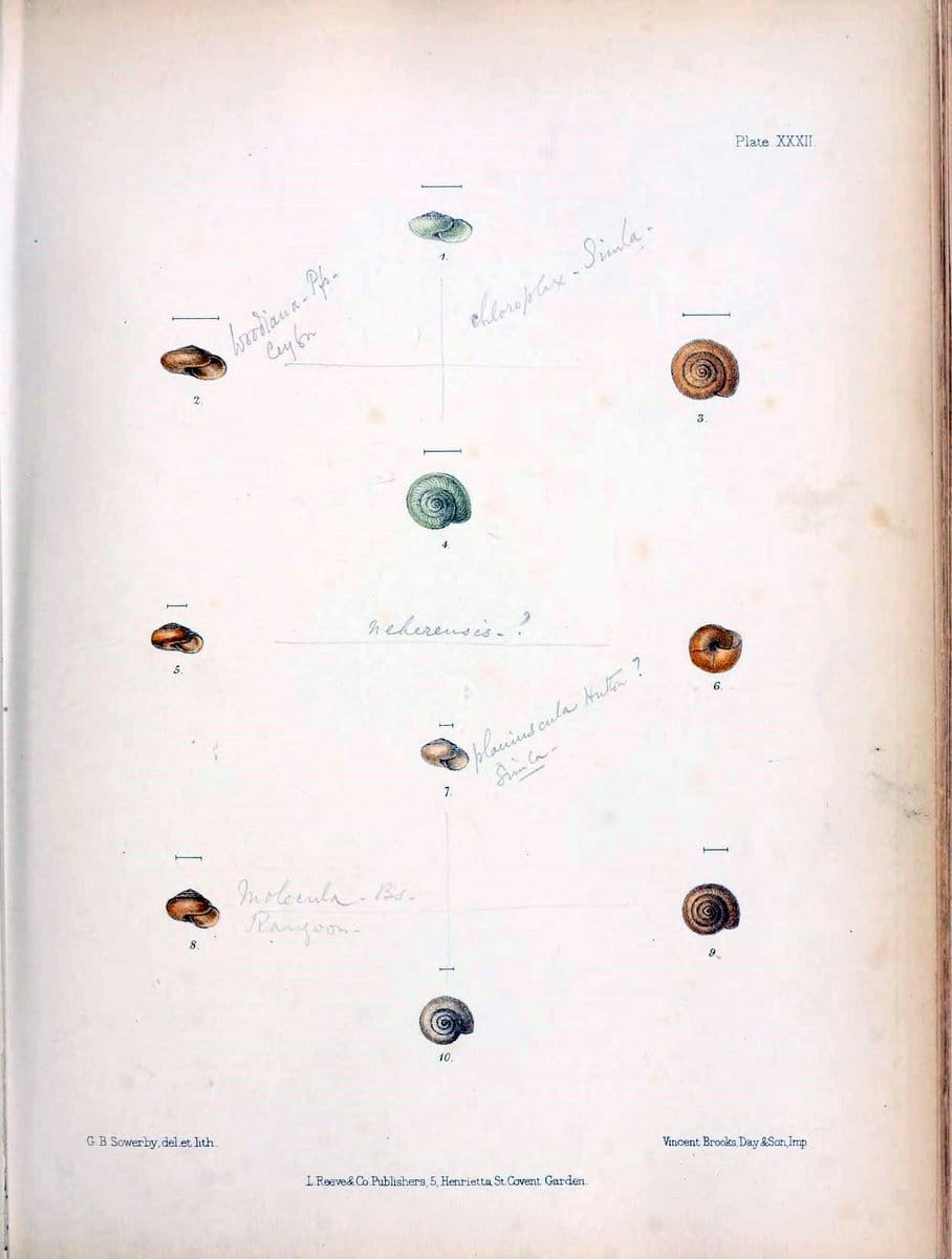 Conchologia indica,.London,1870-1876.  | India Mollusks Shells  | Vintage Print Reproduction 453222