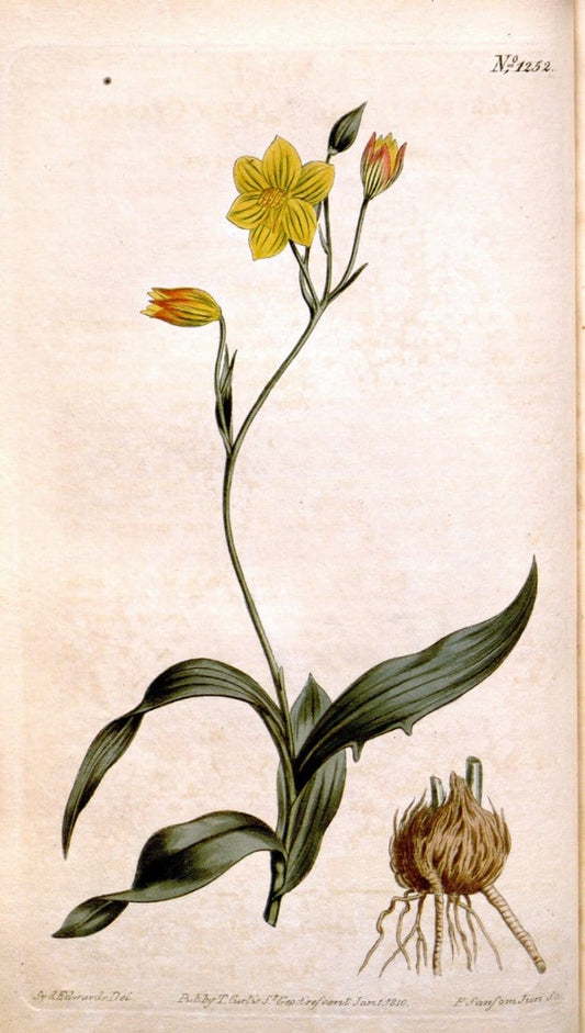 Curtis's botanical magazine. London ; New York [etc.] :Academic Press [etc.]. | "Botanical illustration" Botany Periodicals "Pictorial works" "Plants, Ornamental"  | Vintage Print Reproduction 453223