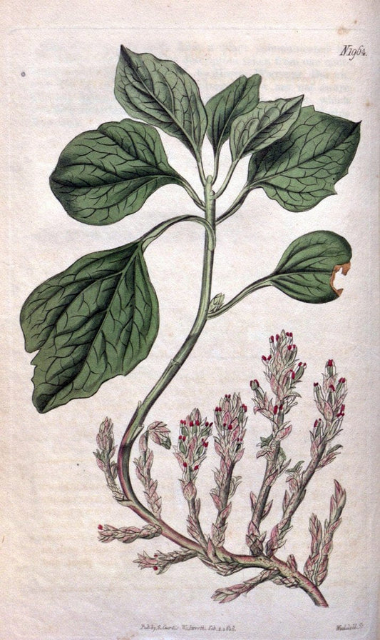 Curtis's botanical magazine. London ; New York [etc.] :Academic Press [etc.]. | "Botanical illustration" Botany Periodicals "Pictorial works" "Plants, Ornamental"  | Vintage Print Reproduction 453224