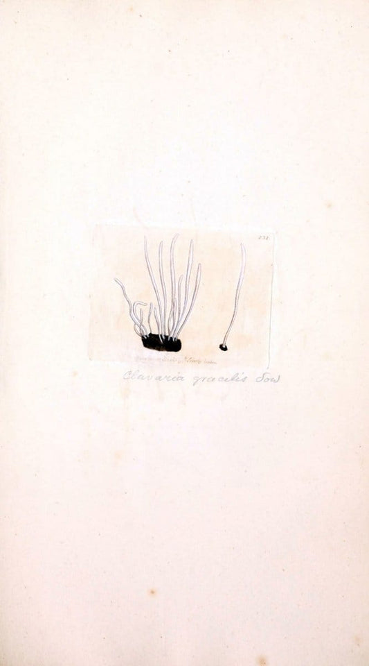 Coloured figures of English fungi or mushrooms. London,Printed by J. Davis,1797-[1809]. | England Mushrooms  | Vintage Print Reproduction 453225