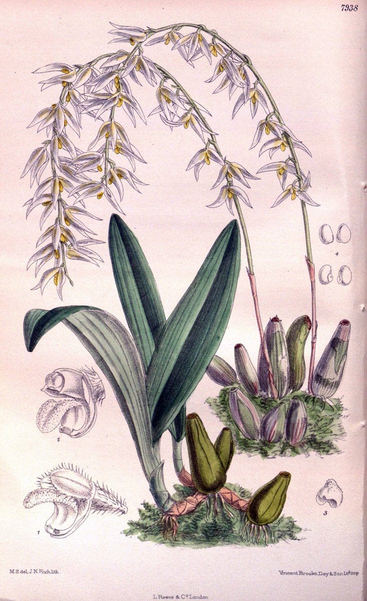 Curtis's botanical magazine. London ; New York [etc.] :Academic Press [etc.]. | "Botanical illustration" Botany Periodicals "Pictorial works" "Plants, Ornamental"  | Vintage Print Reproduction 453226
