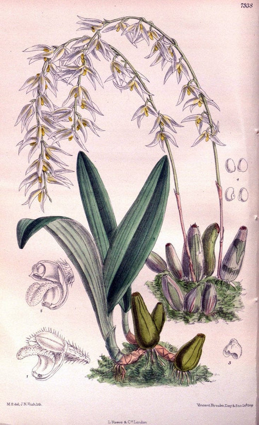 Curtis's botanical magazine. London ; New York [etc.] :Academic Press [etc.]. | "Botanical illustration" Botany Periodicals "Pictorial works" "Plants, Ornamental"  | Vintage Print Reproduction 453226