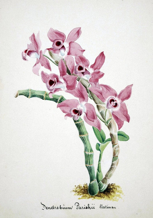 Collection d'orchideÃŒÂes.[S.l. :s.n.,18--]. | "Botanical illustration" Orchidaceae "Orchidaceae in art" "Pictorial works"  | Vintage Print Reproduction 453227