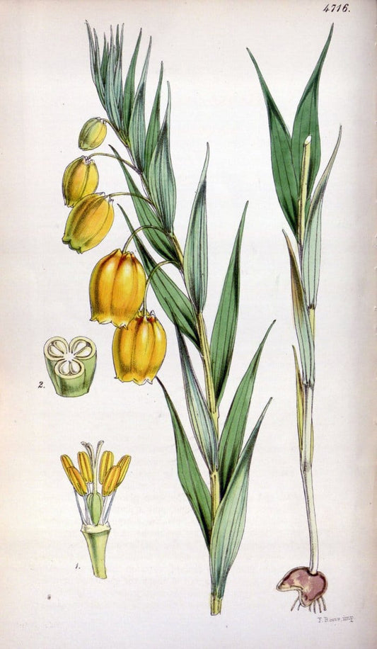 Curtis's botanical magazine. London ; New York [etc.] :Academic Press [etc.]. | "Botanical illustration" Botany Periodicals "Pictorial works" "Plants, Ornamental"  | Vintage Print Reproduction 453228