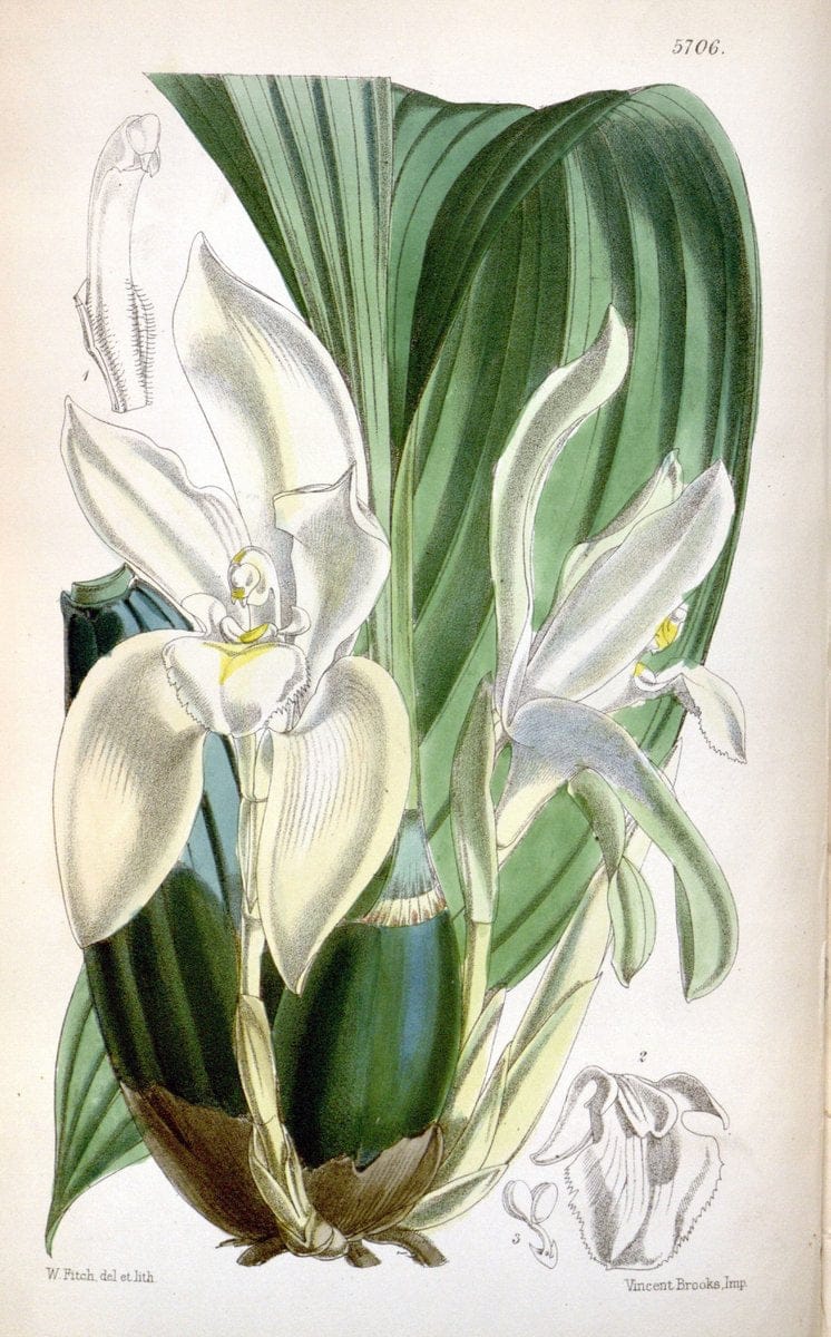 Curtis's botanical magazine. London ; New York [etc.] :Academic Press [etc.]. | "Botanical illustration" Botany Periodicals "Pictorial works" "Plants, Ornamental"  | Vintage Print Reproduction 453229