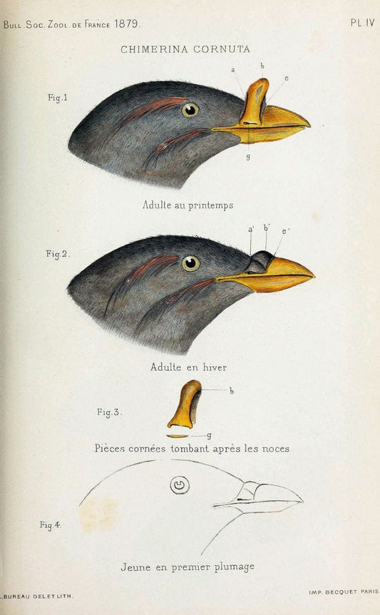 Bulletin de la SociÃ©tÃ© zoologique de France. t.4.Paris:SociÃ©tÃ© zoologique de France. |  | Vintage Print Reproduction 453231