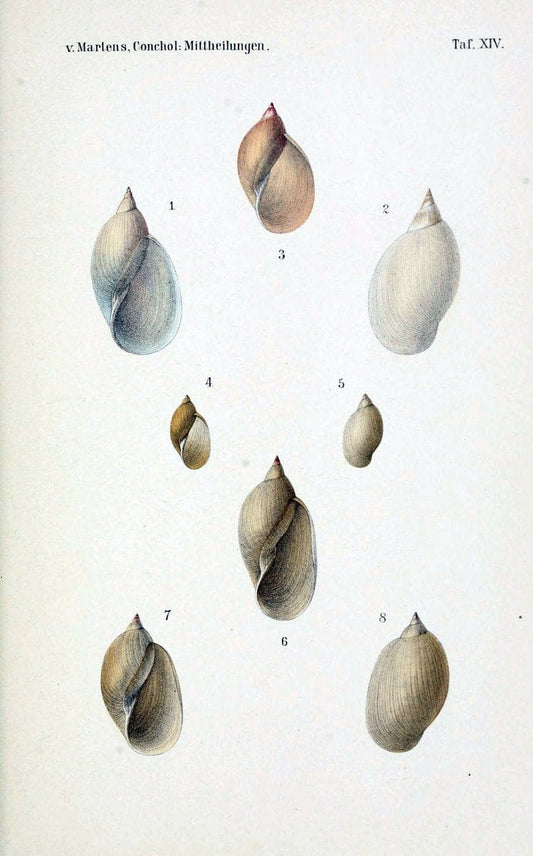 Conchologische Mittheilungen als Fortsetzung der Novitates conchologicae. bd 1 - 3.Cassell :T. Fischer,1880- . |  | Vintage Print Reproduction 453233