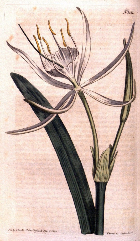 Curtis's botanical magazine. London ; New York [etc.] :Academic Press [etc.]. | "Botanical illustration" Botany Periodicals "Pictorial works" "Plants, Ornamental"  | Vintage Print Reproduction 453234