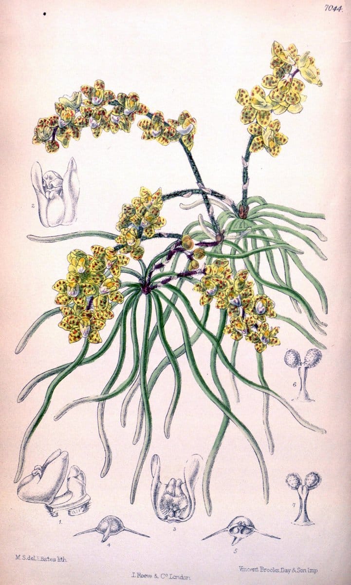 Curtis's botanical magazine. London ; New York [etc.] :Academic Press [etc.]. | "Botanical illustration" Botany Periodicals "Pictorial works" "Plants, Ornamental"  | Vintage Print Reproduction 453235