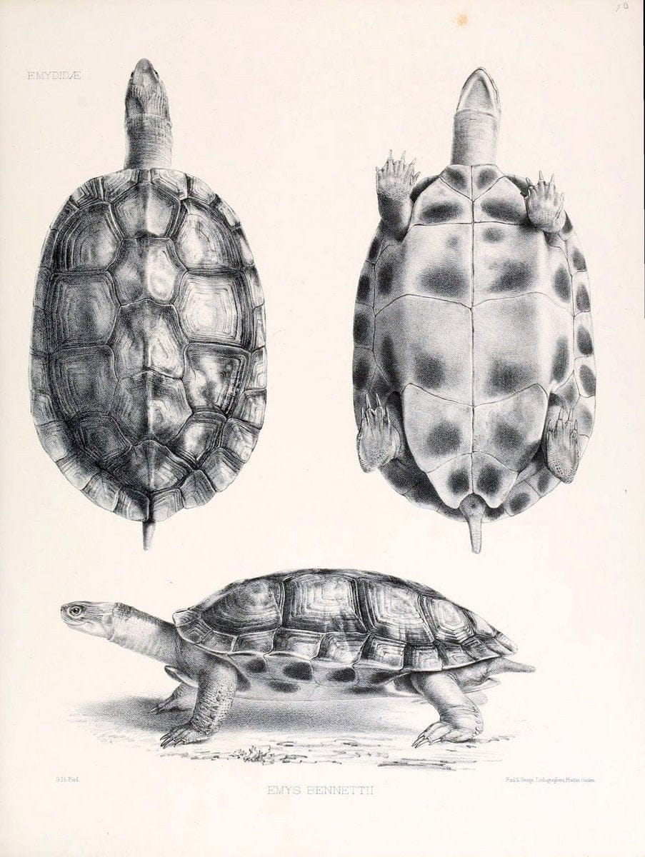 Catalogue of shield reptiles in the collection of the British Museum /.London :Printed by order of the Trustees,1855-1872.  | Vintage Print Reproduction 453237