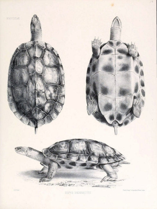 Catalogue of shield reptiles in the collection of the British Museum /.London :Printed by order of the Trustees,1855-1872.  | Vintage Print Reproduction 453237