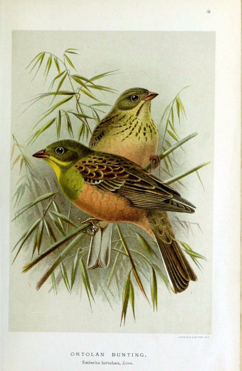 Coloured figures of the birds of the British Islands | "Ortolan Bunting" "taxonomy:binomial=Emberiza hortulana" Birds "Great Britain" ogy, E | Vintage Print Reproduction 453238