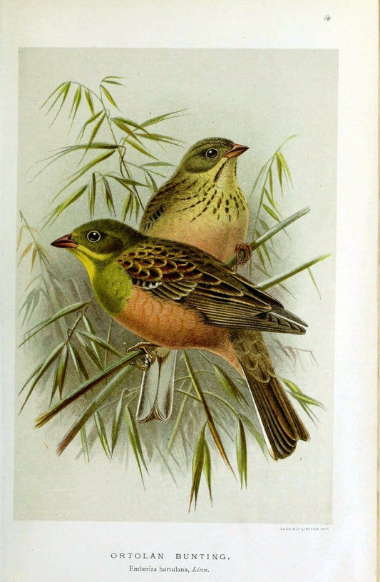 Coloured figures of the birds of the British Islands | "Ortolan Bunting" "taxonomy:binomial=Emberiza hortulana" Birds "Great Britain" ogy, E | Vintage Print Reproduction 453238
