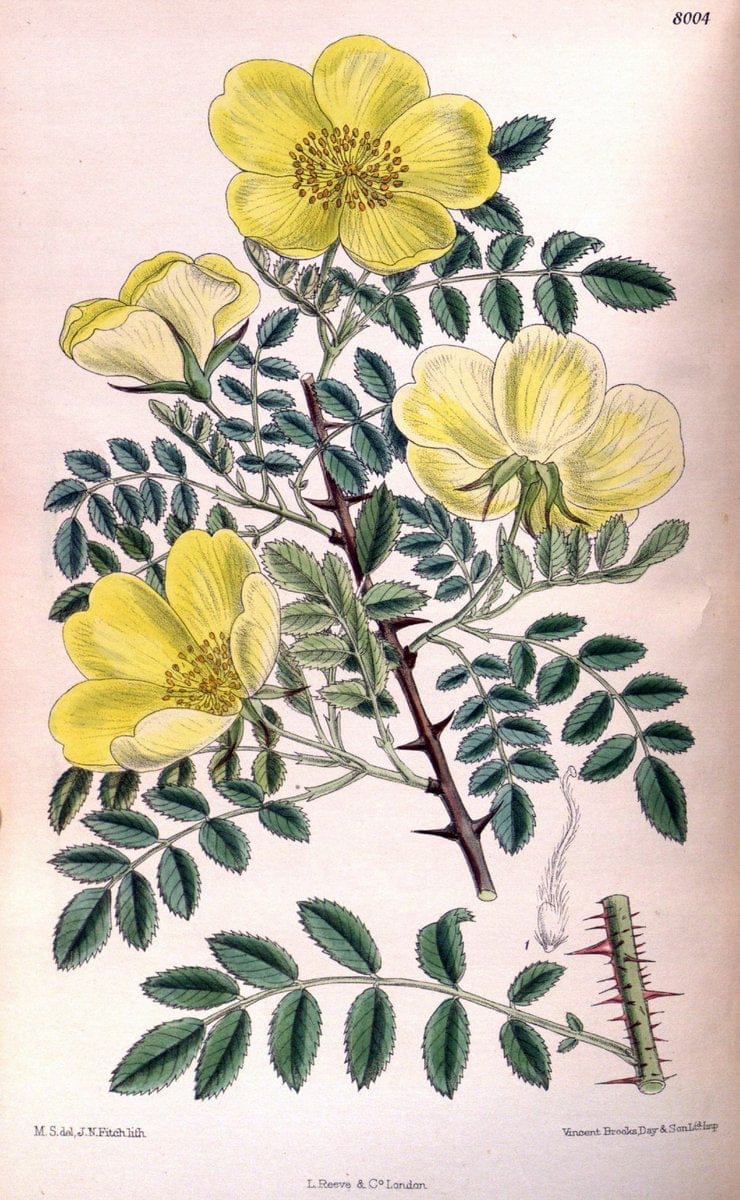 Curtis's botanical magazine. London ; New York [etc.] :Academic Press [etc.]. | "Botanical illustration" Botany Periodicals "Pictorial works" "Plants, Ornamental"  | Vintage Print Reproduction 453240