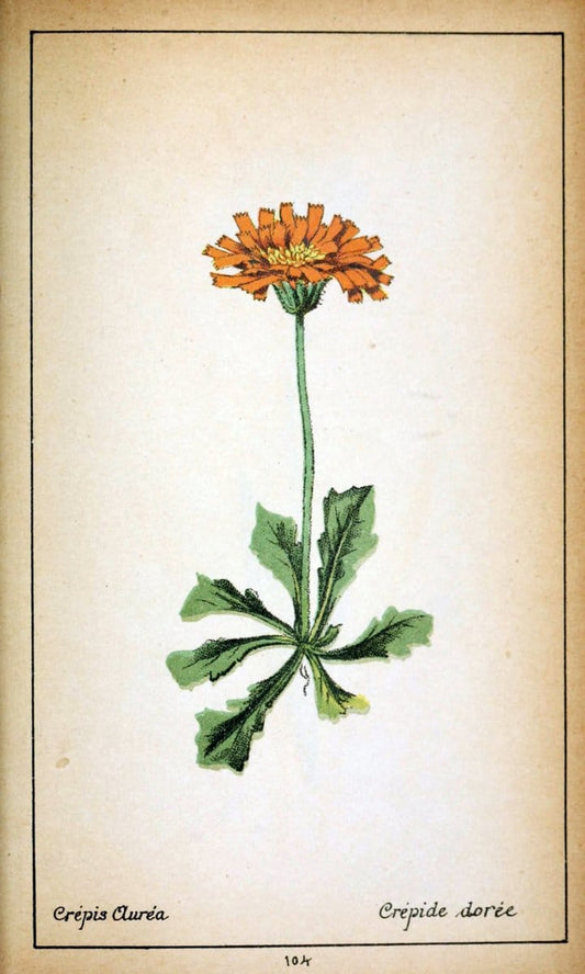 Choix de plantes de l'Europe centrale et particuliÃ¨rement de la Suisse et de la SavoieGe | Europe Central "Pictorial works" Plants "Savoy (France and Italy)" Switzerland  | Vintage Reproduction 453242