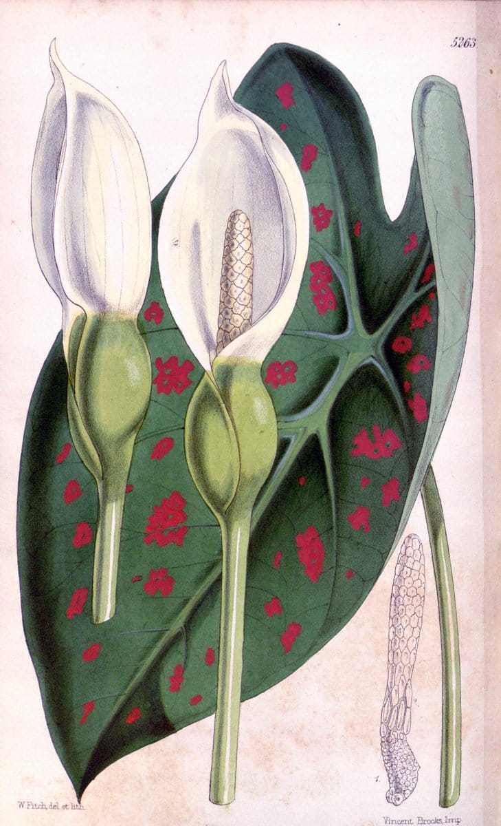 Curtis's botanical magazine. London ; New York [etc.] :Academic Press [etc.]. | "Botanical illustration" Botany Periodicals "Pictorial works" "Plants, Ornamental"  | Vintage Print Reproduction 453244