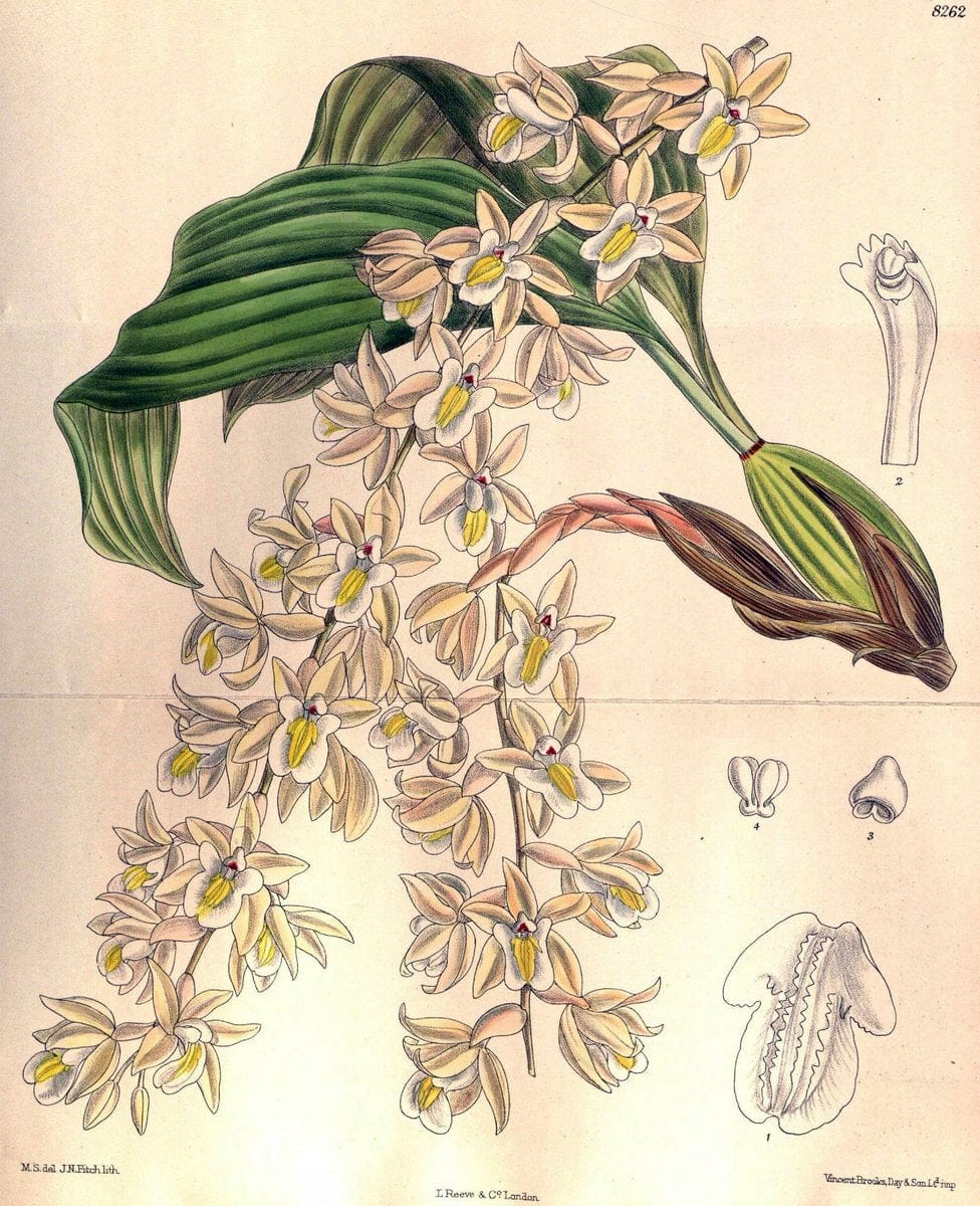 Curtis's botanical magazine. London ; New York [etc.] :Academic Press [etc.]. | "Botanical illustration" Botany Periodicals "Pictorial works" "Plants, Ornamental"  | Vintage Print Reproduction 453246