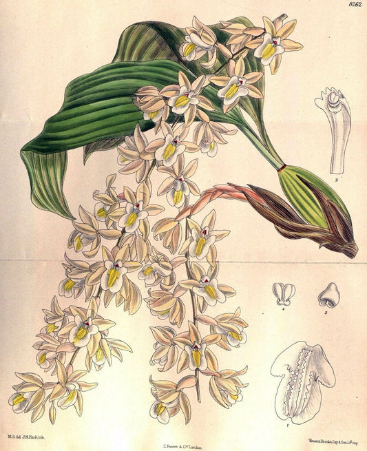 Curtis's botanical magazine. London ; New York [etc.] :Academic Press [etc.]. | "Botanical illustration" Botany Periodicals "Pictorial works" "Plants, Ornamental"  | Vintage Print Reproduction 453246
