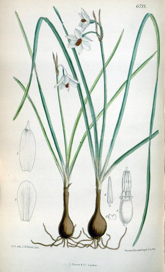 Curtis's botanical magazine. London ; New York [etc.] :Academic Press [etc.]. | "Botanical illustration" Botany Periodicals "Pictorial works" "Plants, Ornamental"  | Vintage Print Reproduction 453247
