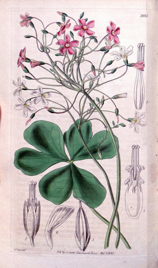 Curtis's botanical magazine. London ; New York [etc.] :Academic Press [etc.]. | "Botanical illustration" Botany Periodicals "Pictorial works" "Plants, Ornamental"  | Vintage Print Reproduction 453248