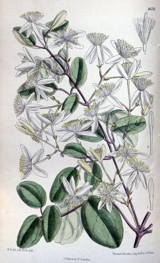 Curtis's botanical magazine. London ; New York [etc.] :Academic Press [etc.]. | "Botanical illustration" Botany Periodicals "Pictorial works" "Plants, Ornamental"  | Vintage Print Reproduction 453249