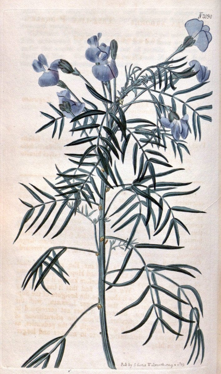 Curtis's botanical magazine. London ; New York [etc.] :Academic Press [etc.]. | "Botanical illustration" Botany Periodicals "Pictorial works" "Plants, Ornamental"  | Vintage Print Reproduction 453250