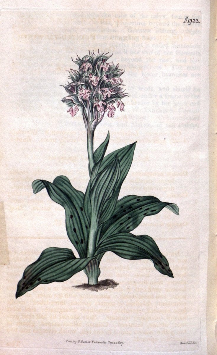 Curtis's botanical magazine. London ; New York [etc.] :Academic Press [etc.]. | "Botanical illustration" Botany Periodicals "Pictorial works" "Plants, Ornamental"  | Vintage Print Reproduction 453252