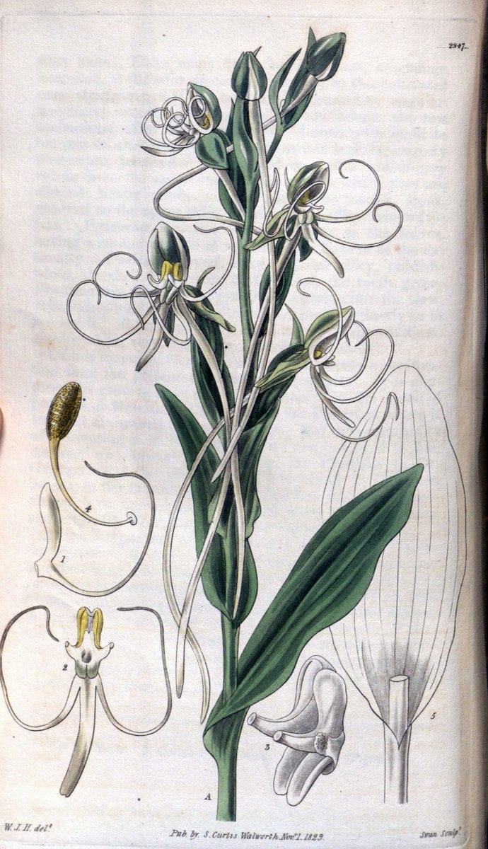 Curtis's botanical magazine. London ; New York [etc.] :Academic Press [etc.]. | "Botanical illustration" Botany Periodicals "Pictorial works" "Plants, Ornamental"  | Vintage Print Reproduction 453253
