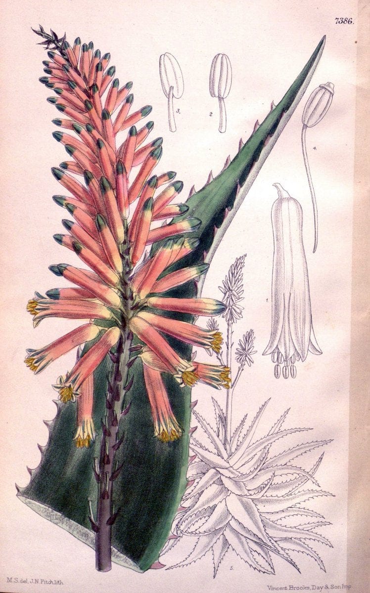 Curtis's botanical magazine. London ; New York [etc.] :Academic Press [etc.]. | "Botanical illustration" Botany Periodicals "Pictorial works" "Plants, Ornamental"  | Vintage Print Reproduction 453254