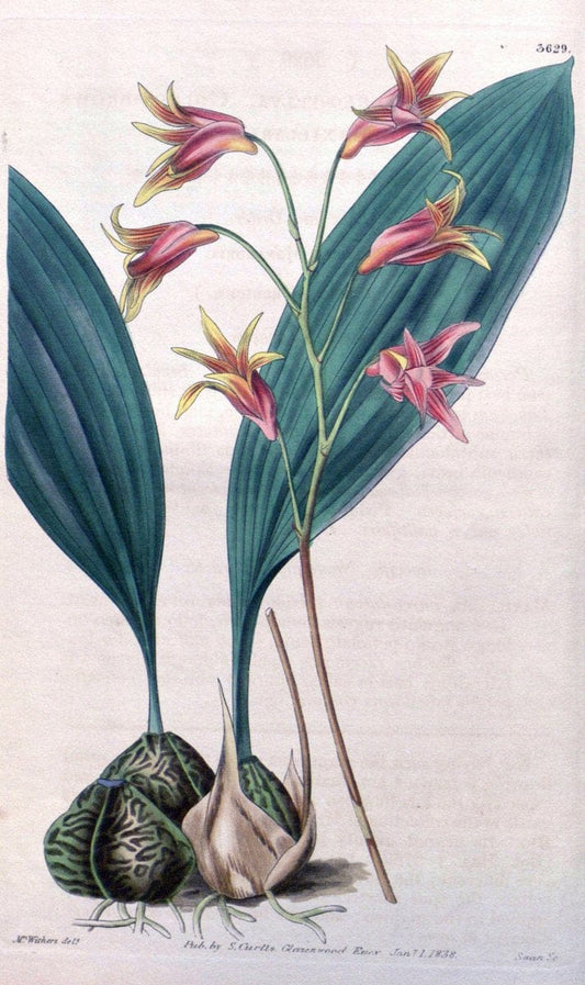 Curtis's botanical magazine..London ;New York [etc.] :Academic Press [etc.]. |  | Vintage Print Reproduction 453256